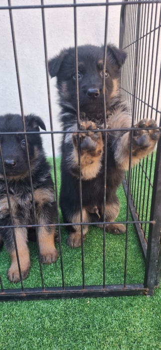 Chiot Berger Allemand