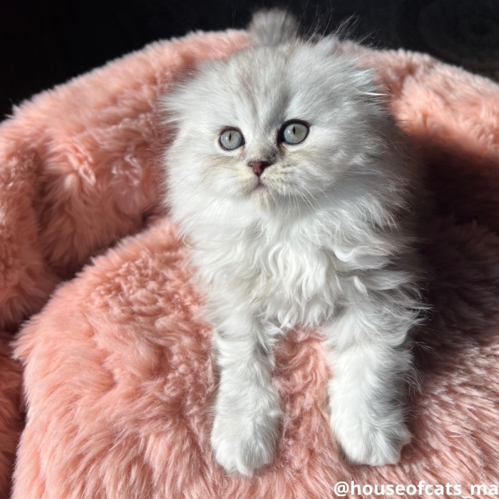 Scottish straight et fold