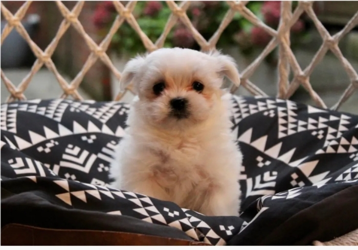 Bichon Maltais ❄🎄🎊🎅🏻