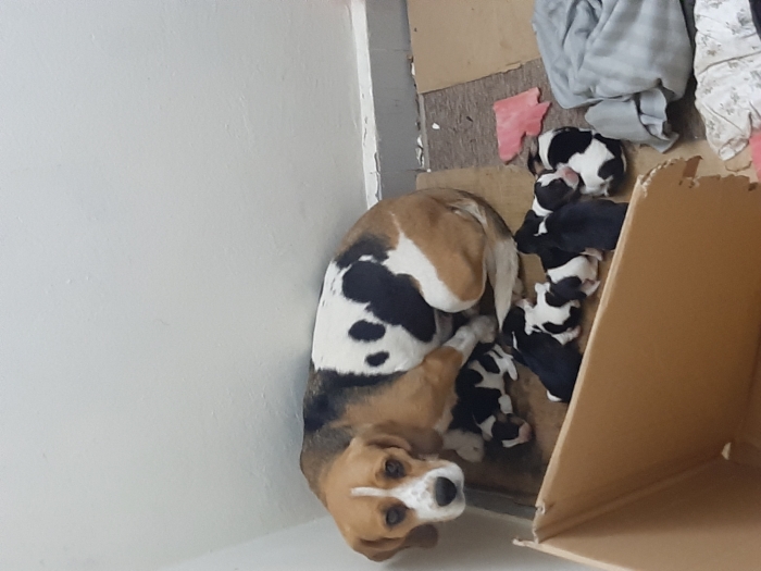 Beagle tricolores pure race