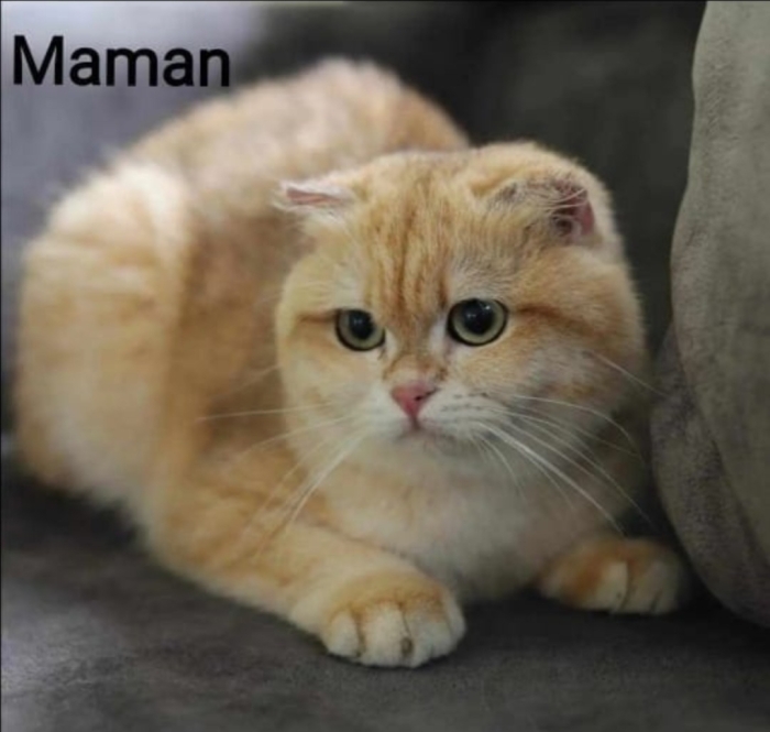 Scottish fold