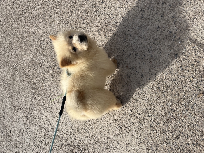 Chow chow femelle 3 mois