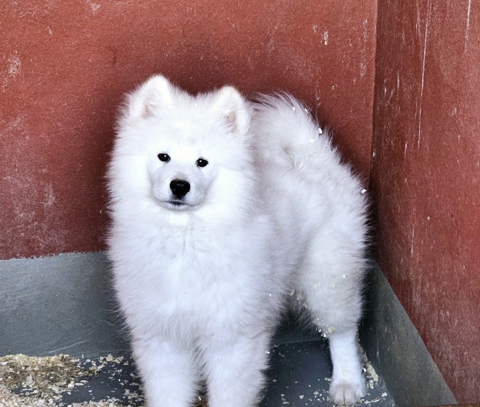 SAMOYEDE DE PURE RACE
