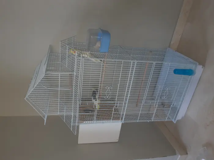 Couple calopssite possible avec cage