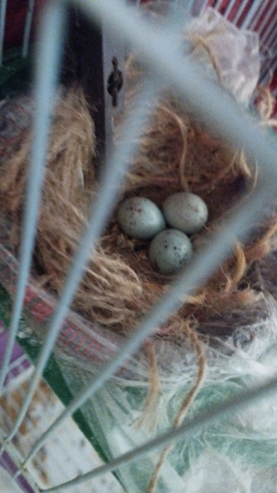 Oiseau perruche chnaber perruche female et canari male et female