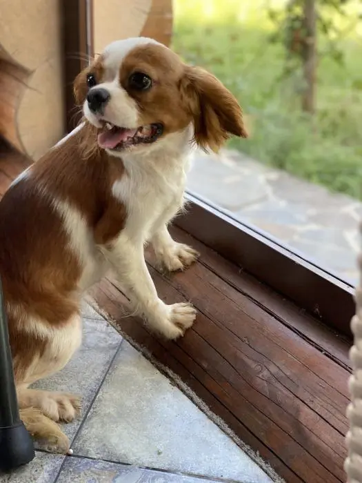 Cavalier king charles