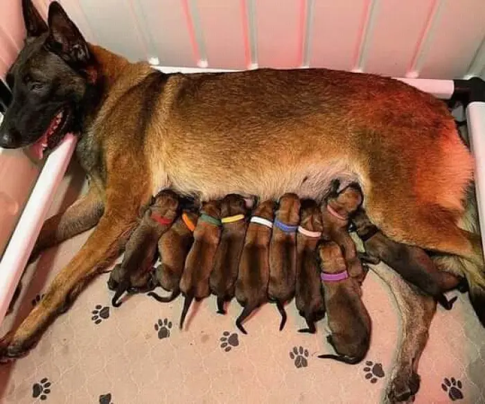 Malinois