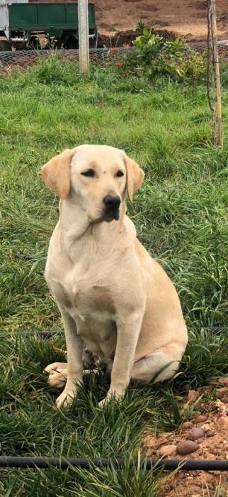 Vente de chiots labrador pure race