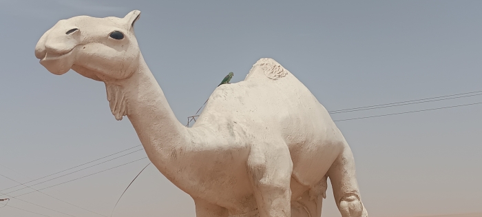 Grand Alexandre bien dressé