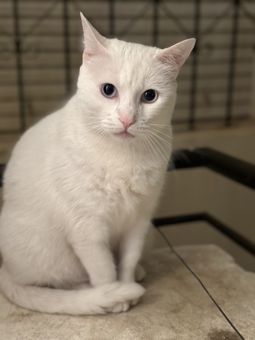 Pour des raisons personnelles, je voudrais que quelqu’un prends bien soin de cette mignonne chatte