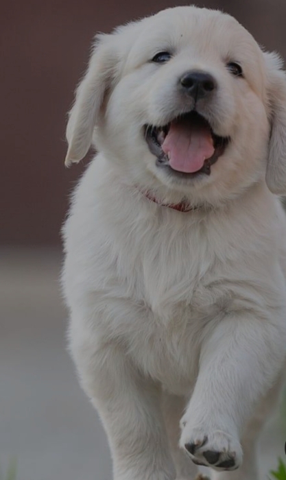 Golden race a vendre