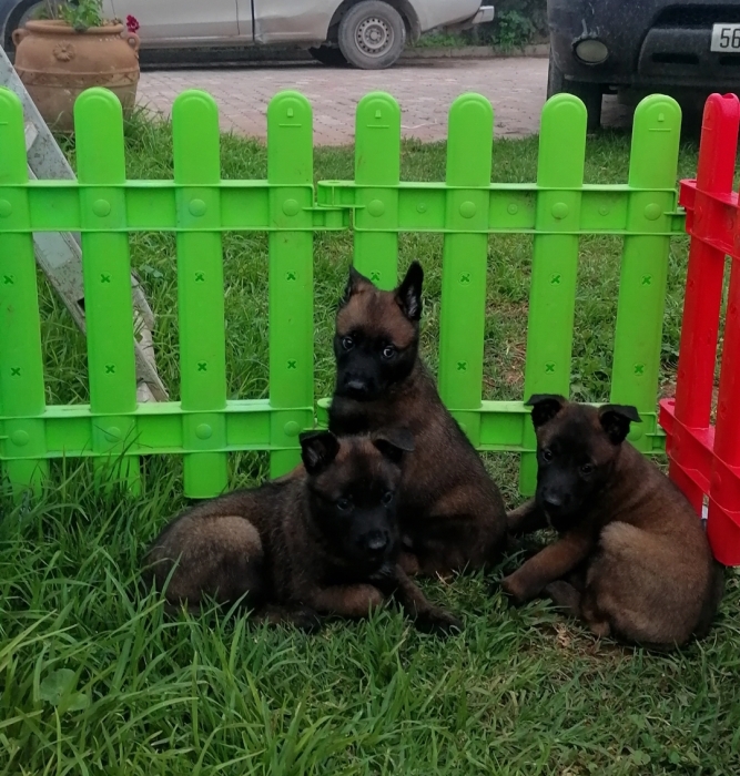 Berger Belge Malinois