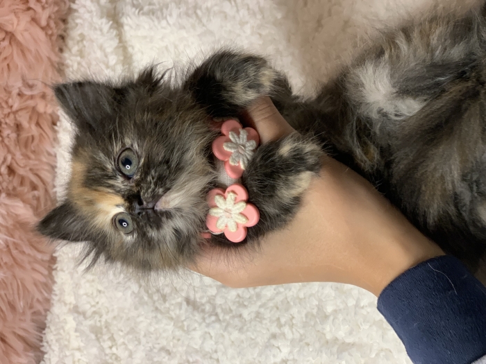 Chat British longhair