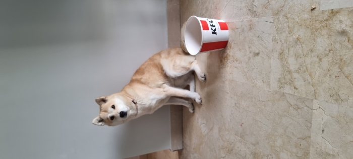 Accouplement akita femelle