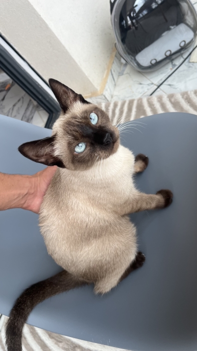 Chatte Siamois avec tous les acc