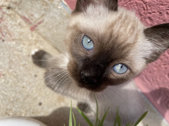 Chaton siamois race pure 2mois