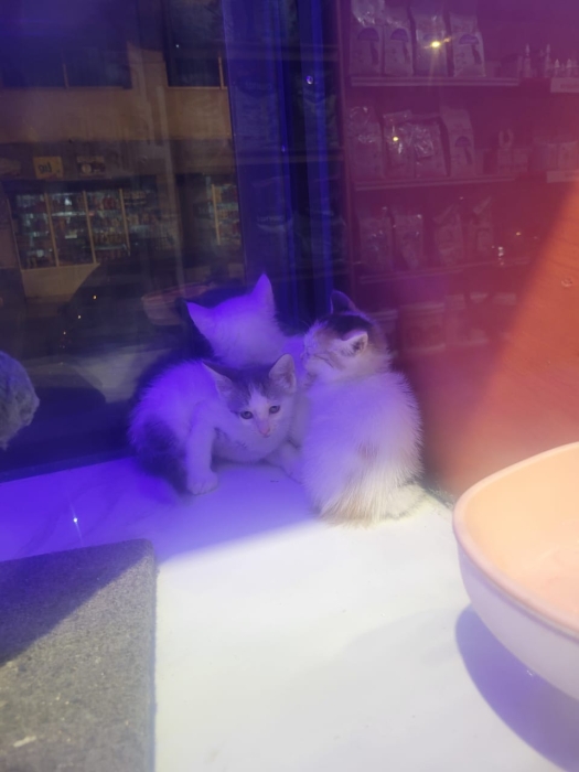 Chat sibériens en adoption