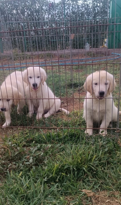 Golden retriever 🔥