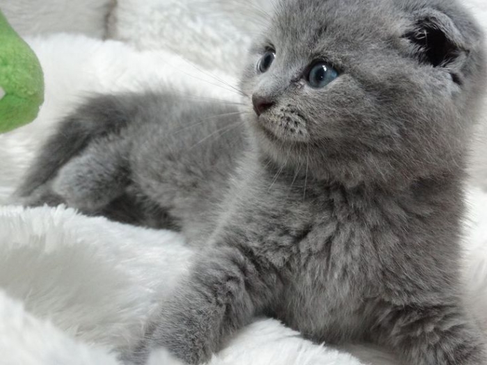 Chaton Scottish fold