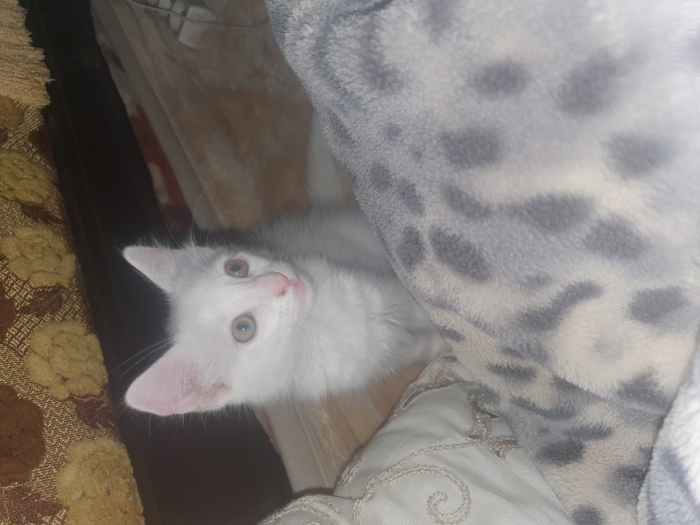 Vendre angora 👀 jaunes