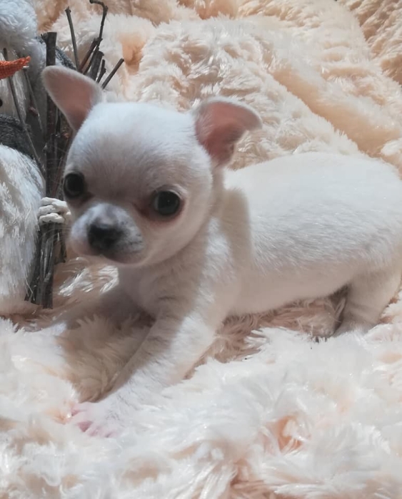 magnifiques chiots CHIHUAHUA miniature