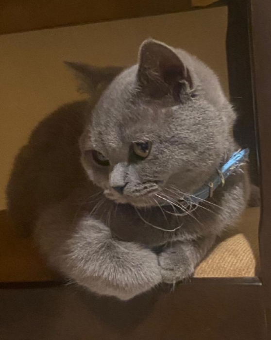 British Shorthair PURE RACE 4 MOIS