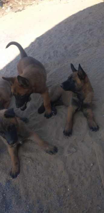 Malinois