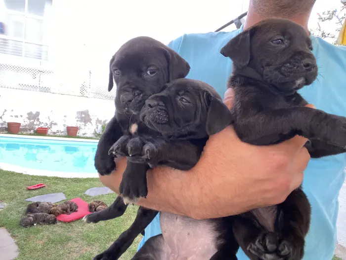 Chiot cane corso
