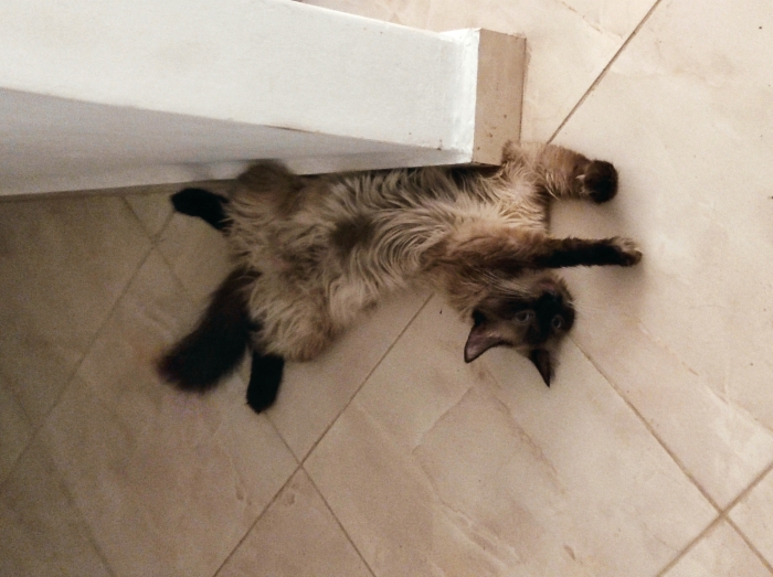 Femelle siamoise-himalayenne