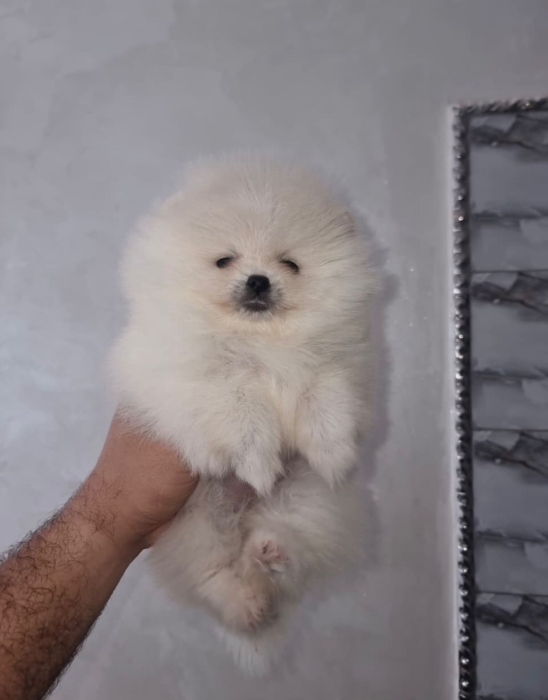 magnifique chiots spitz male femelle