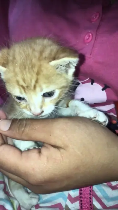 قط للتبني في كازا الحي المحمدي