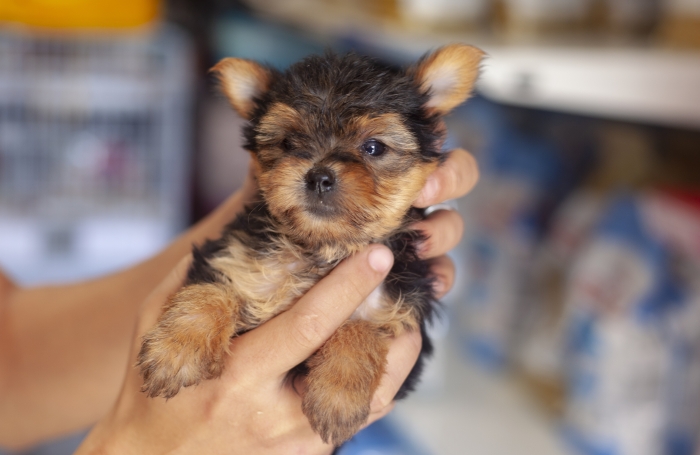 magnifiques chiots yorkshire toy