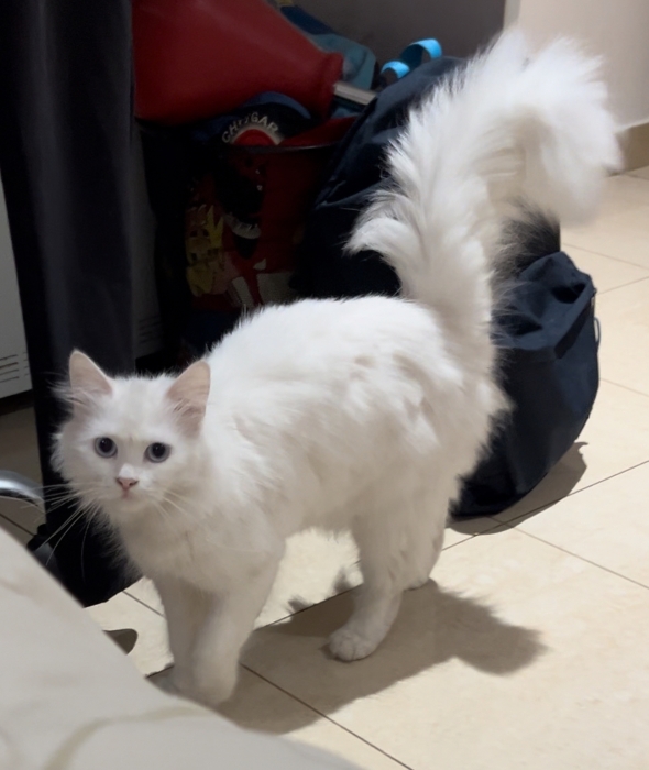 Chat Angora croisé persan