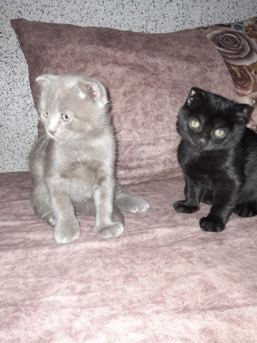 Chaton scottish fold . Race pure