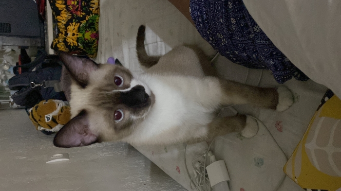 Snowshoe a vendre mal