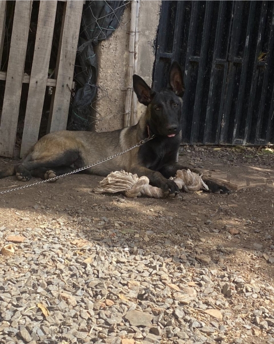 Malinois