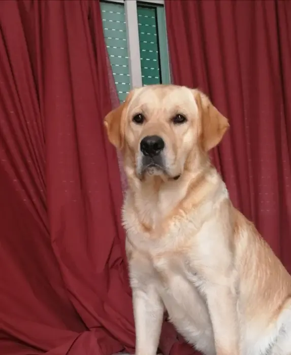 Chien labrador pur race