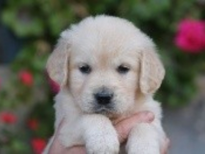 Golden retriever