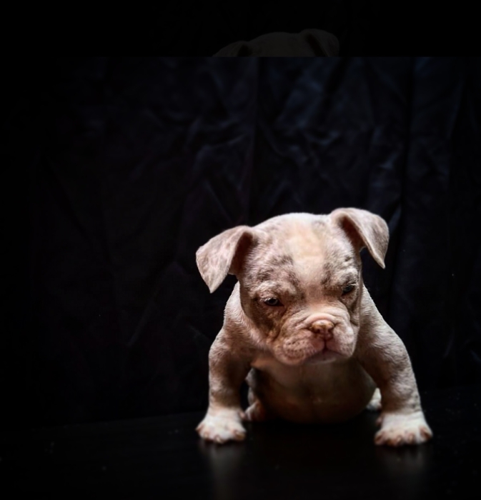 American Bully