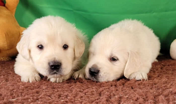 Golden retriever 🔥
