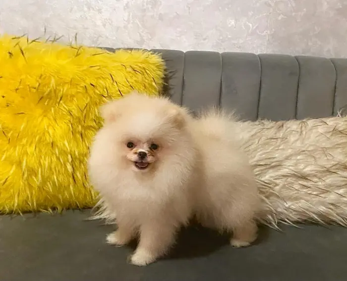 Pomairanien Top qualité