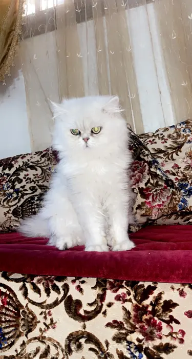 Chatons persans chinchilla race pure