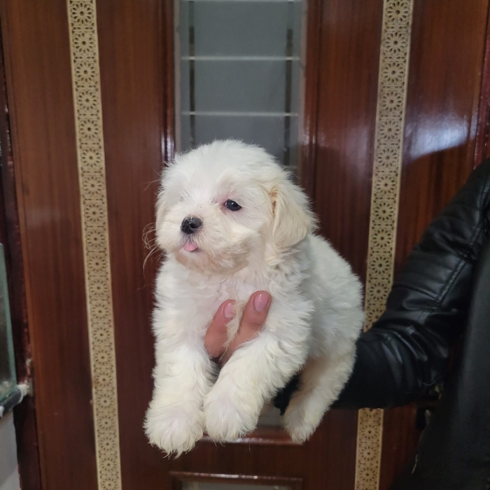 Bichon maltais