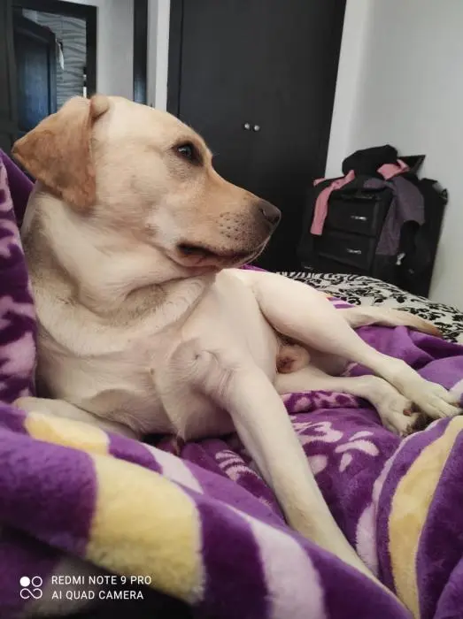 Accouplement Labrador