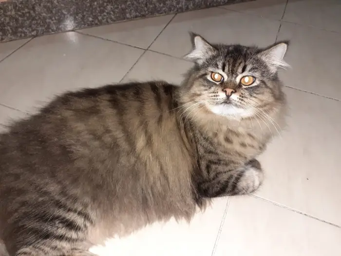 Siamois croisés avec persan a vendre