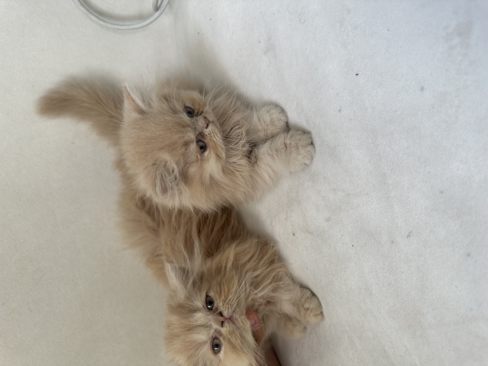 2 chats persans race pure