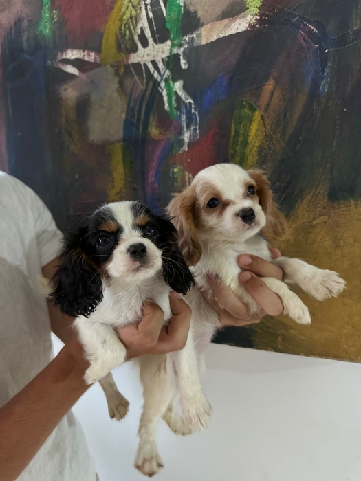 Cavalier king Charles