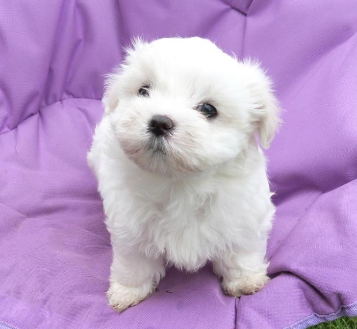 Bichon Maltais Nain✨