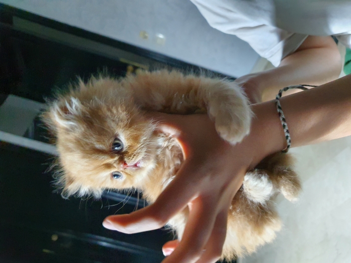 Chatons Persans Imalaya