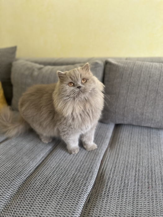 Magnifique femelle british